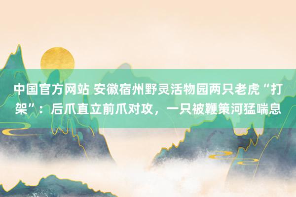 中国官方网站 安徽宿州野灵活物园两只老虎“打架”:后爪直立前爪对攻,一只被鞭策河猛喘息